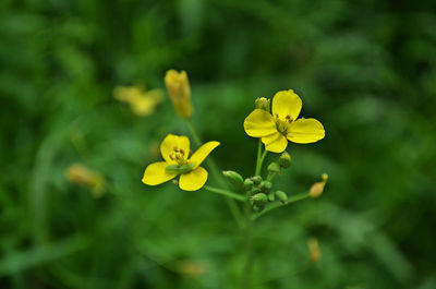 Close-up of yellow flowers