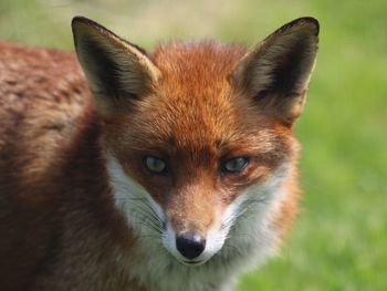 Close-up of dog