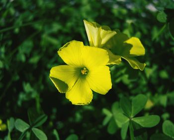 Close-up of yellow flower