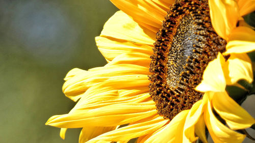 Close-up of sunflower