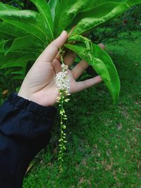 Midsection of woman holding plant on field