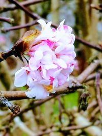 Close-up of bee on pink flower