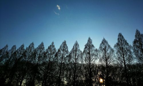 Low angle view of trees against blue sky