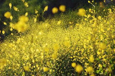 Close-up of yellow flowers on tree