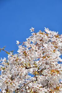 Low angle view of cherry blossoms against blue sky