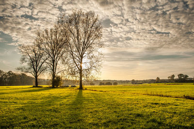 Scenic view of agricultural field against cloudy sky