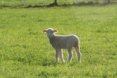 Sheep standing in a field