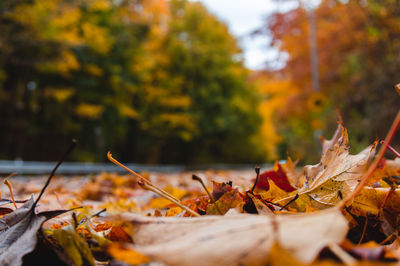 Close-up of fallen maple leaves on tree