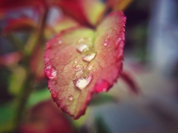 Close-up of water drops on flower