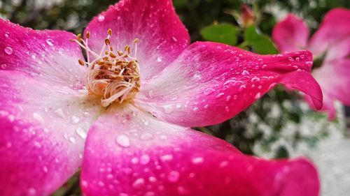 Close-up of water drops on pink rose flower