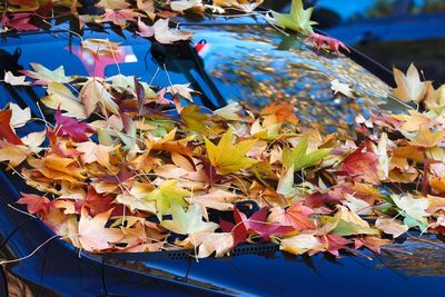 Close-up of autumn leaves