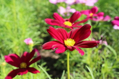 Close-up of pink flowering plants on field