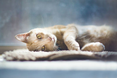 Portrait of cat resting on doormat