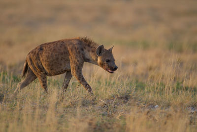 Side view of giraffe on field