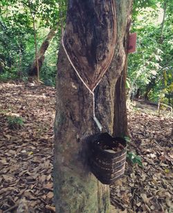 View of tree trunk in forest