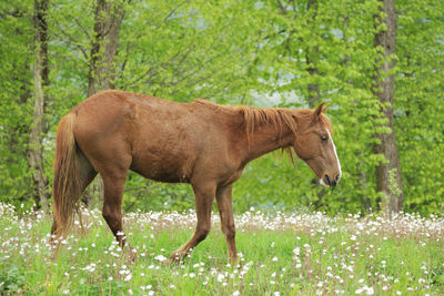 Horse standing in a forest