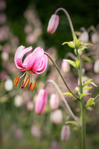 Close-up of pink flowering plant