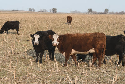 Cows grazing on field