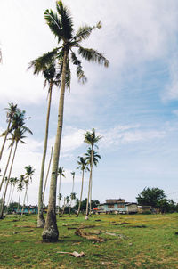 Low angle view of palm trees on grassy field against cloudy sky