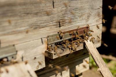 Close-up of bee on wood