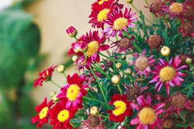 Close-up of pink daisy flowers