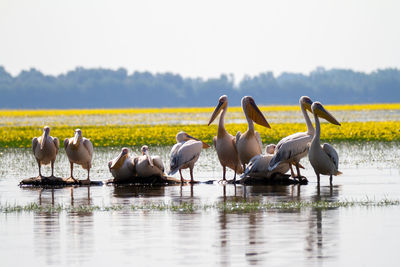 Kerkini, greece, july 12, 2021. pelican on lake kerkini.