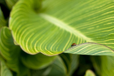 Macro shot of ladybug on green leaf