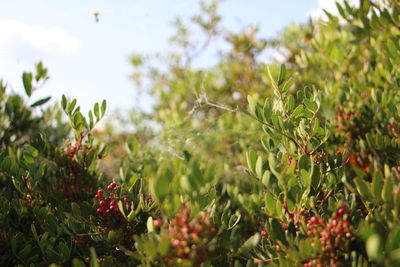 Close-up of fruits growing on plant