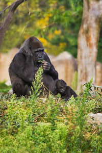 Monkeys on tree