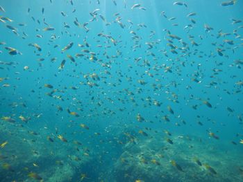 Fish swimming in sea