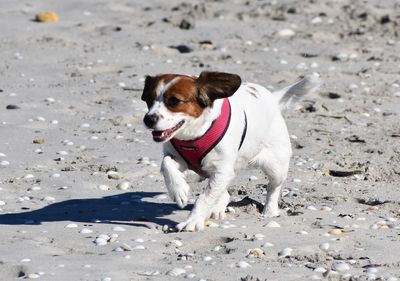 Dog looking away on beach