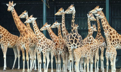 Group of giraffes looking away