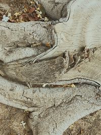 Full frame shot of tree trunk