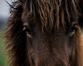 Close-up portrait of cow