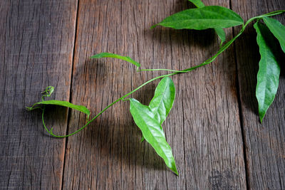 High angle view of leaves on table