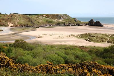 Scenic view of plants at beach against sky