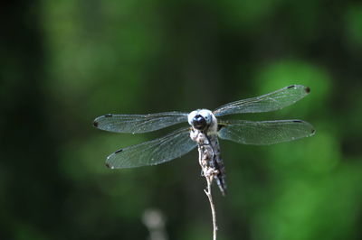 Close-up of dragonfly on leaf