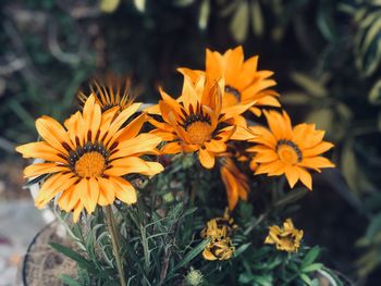 Close-up of orange flowering plants