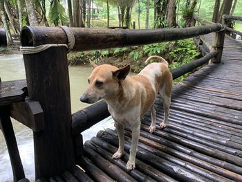 Dog standing on tree trunk