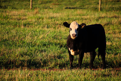 Portrait of cow standing on field