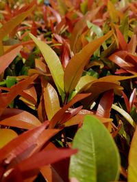 Full frame shot of leaves