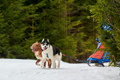 Husky sled dog racing. winter dog sport sled team competition. siberian husky dogs pull sled