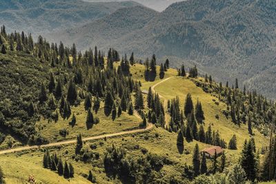 Panoramic view of pine trees in forest