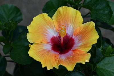 Close-up of yellow hibiscus flower