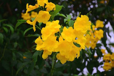 Close-up of yellow flowering plant in park