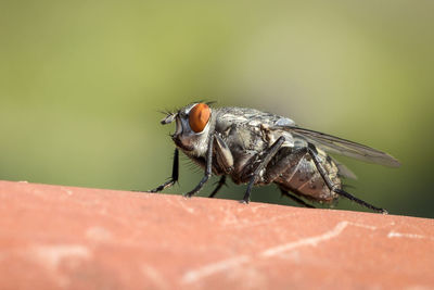 Close-up of insect on leaf