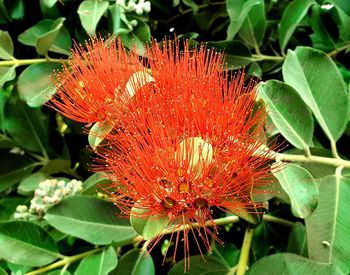 Close-up of red flower on plant