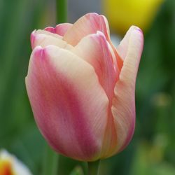 Close-up of pink rose