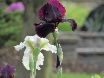 Close-up of purple flowering plant