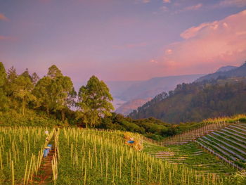 Scenic view of agricultural field against sky during sunset